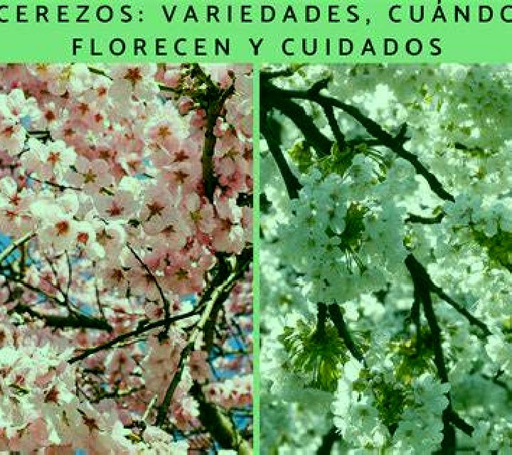 Cecilia 3 Castanares de Rioja escort