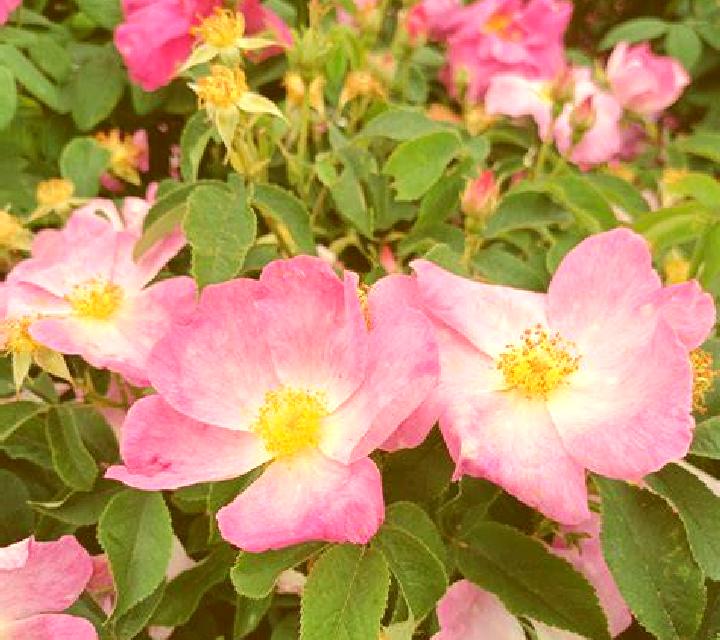 Rosa Caleruela escort