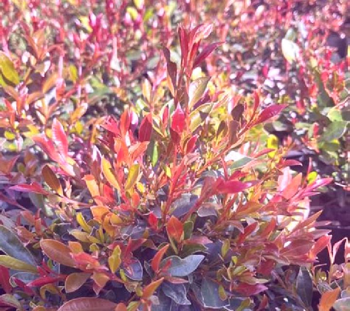 Ximena Mejorada escort