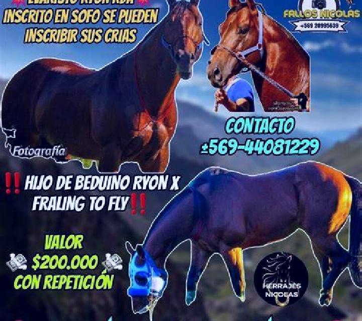 Zara 2 San Roman de Hornija escort